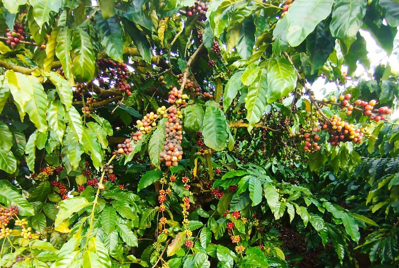 Vietnam’s coffee exports in 10 months of 2025 posted positive growth, supported by high global coffee prices due to reduced supplies from Brazil and Indonesia. Photo: Hong Tham.