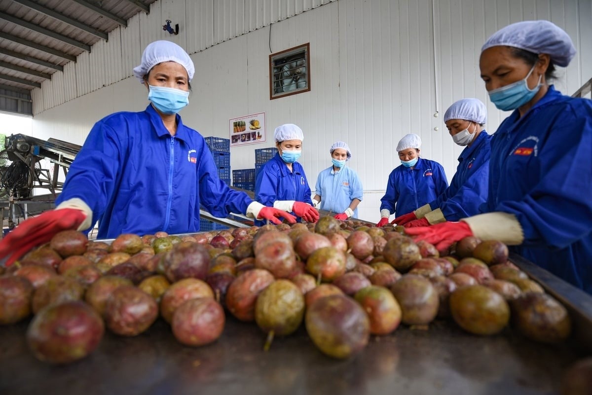 Post-harvest technology is increasingly prioritized by agricultural exporters. Photo: Tung Dinh.