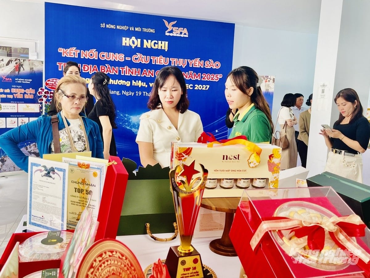 Swiftlet farming in An Giang is developing very effectively, with bird’s nest output in 2025 expected to reach 35 tons. Photo: Le Hoang Vu.