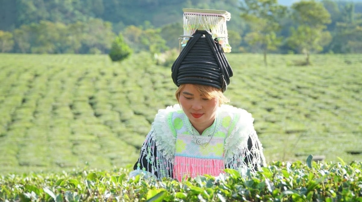 Pham Thi May’s life has improved significantly thanks to tea. Photo: Duc Binh.