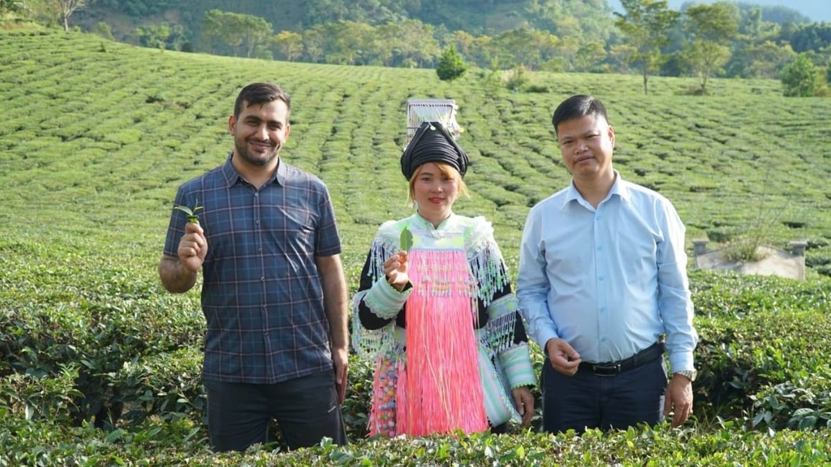 Lai Chau tea has reached the right market with increasingly stable value as it enters the Middle East. Photo: Duc Binh.