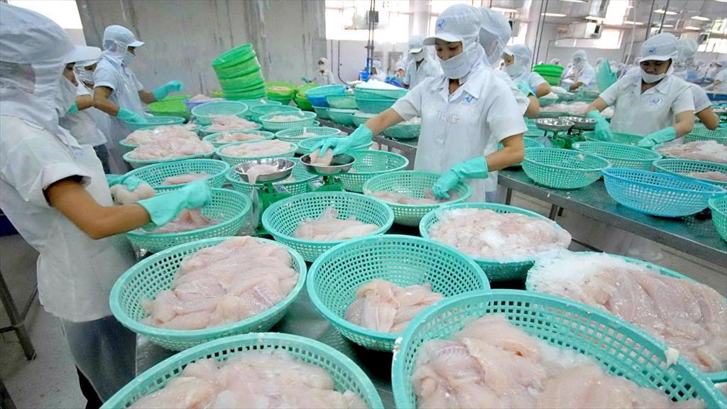 Vinh Hoan JSC is first Vietnamese enterprise to successfully extract collagen from pangasius skin. Photo: VASEP.