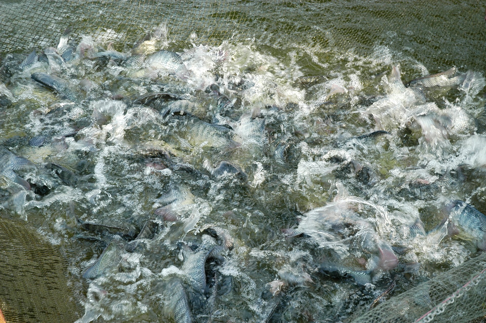 In 2024, the total farming area for tilapia nationwide reached 42,716 hectares, with an output of more than 316,000 tons. Photo: Hong Tham.