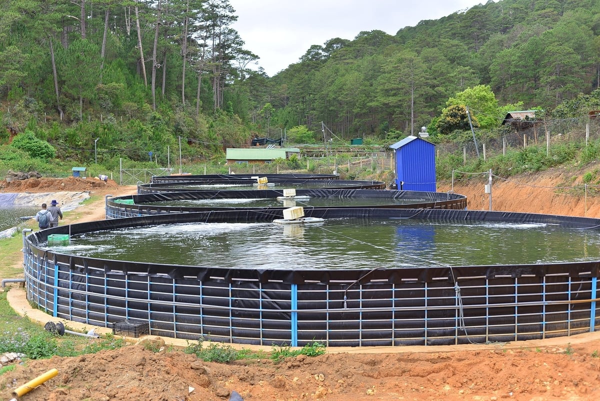 Lam Dong possesses many favorable conditions to develop coldwater fish farming, with sturgeon as a prime example. Photo: Phuong Chi.