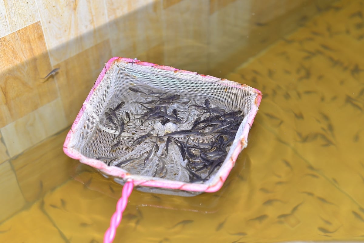 In the first nine months of 2025, Lam Dong produced an estimated 4.25 million sturgeon fry. Photo: Phuong Chi.