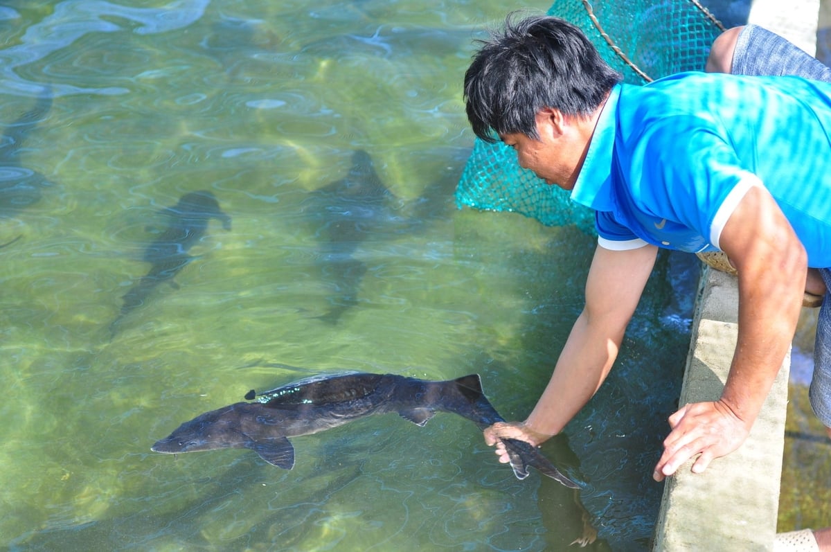 Strict control of fry quality ensures high-quality sturgeon products in Lam Dong. Photo: Phuong Chi.