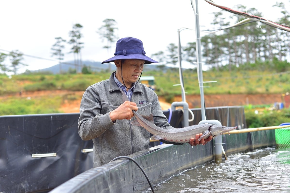 Lam Dong’s sturgeon production leads the country with about 2,300 tons per year. Photo: Phuong Chi.