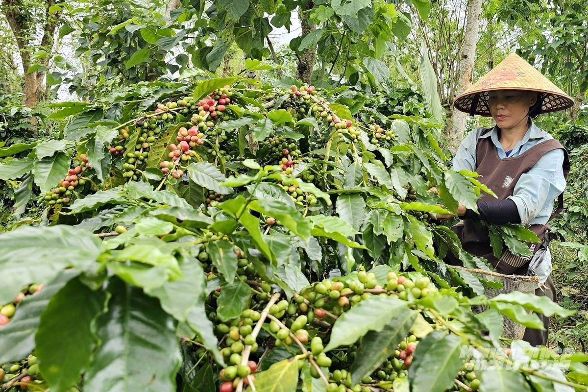 Farmers are delighted as both yields and prices are high. Photo: Vo Dung.