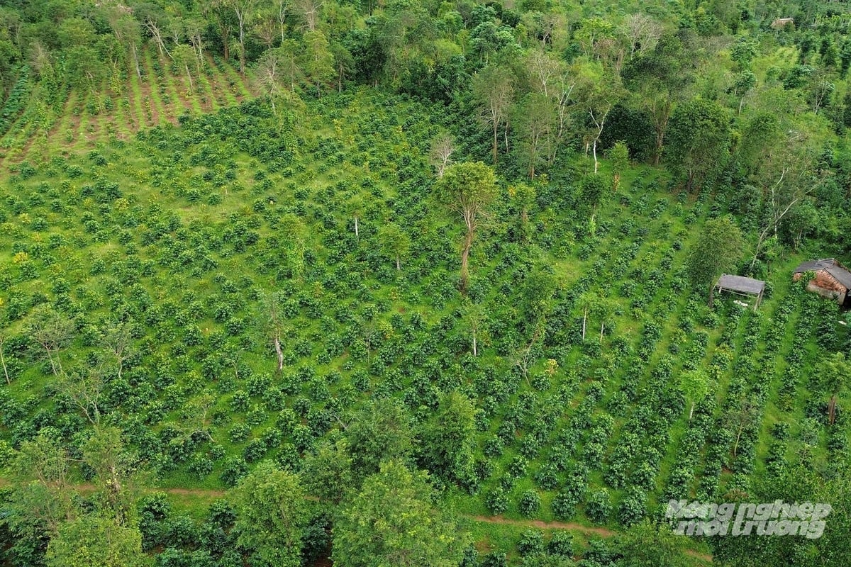 Huong Phung commune currently accounts for 62% of Quang Tri province’s total coffee-growing area. Photo: Vo Dung.