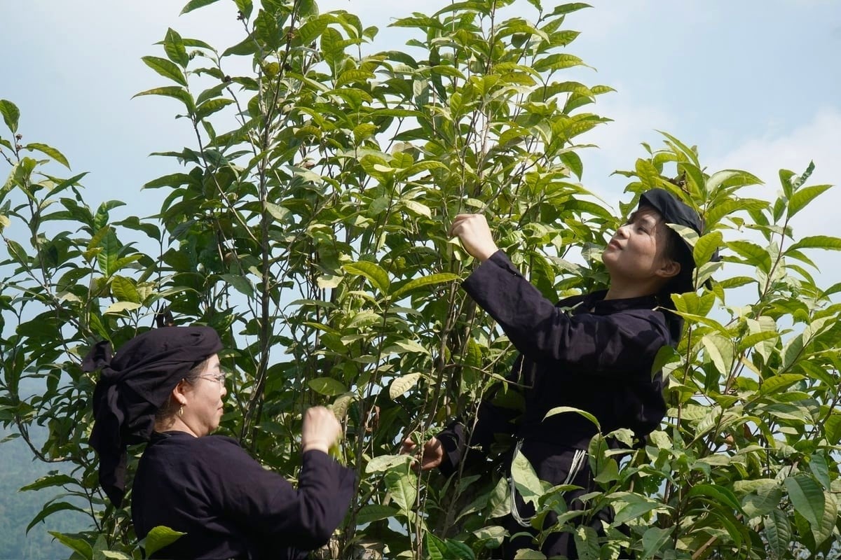 The 2025 International Tea Festival will be held in Viet Nam.