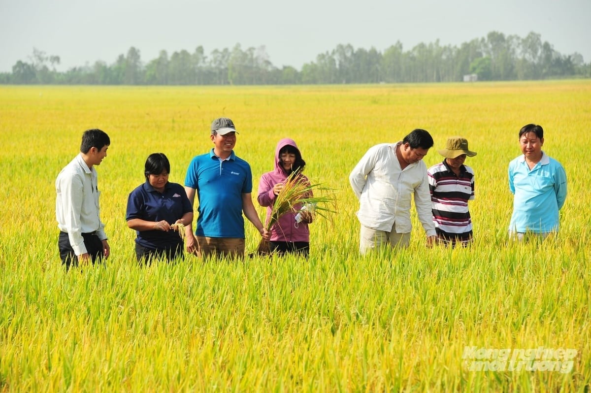 Leaders of the An Giang Agricultural Extension Center, together with farmers and cooperatives, assess rice growth in high-quality, low-emission rice production areas in An Giang. Photo: Le Hoang Vu. Leaders of the An Giang Agricultural Extension Center, together with farmers and cooperatives, assess rice growth in high-quality, low-emission rice production areas in An Giang. Photo: Le Hoang Vu.