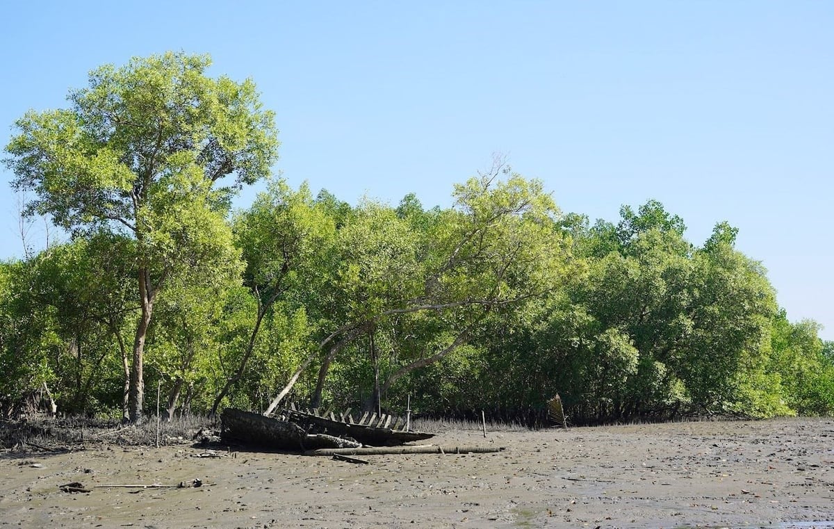 Mangrove forests have the capacity to absorb carbon at levels 4-10 times higher than other types of forests. Photo: Hong Thuy.