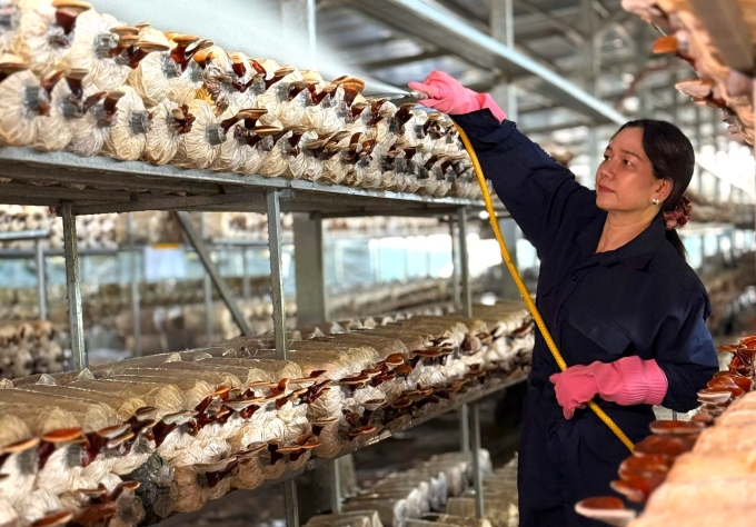 Ms. Chau Thi Nuong takes care of lingzhi mushrooms. Photo: An Minh