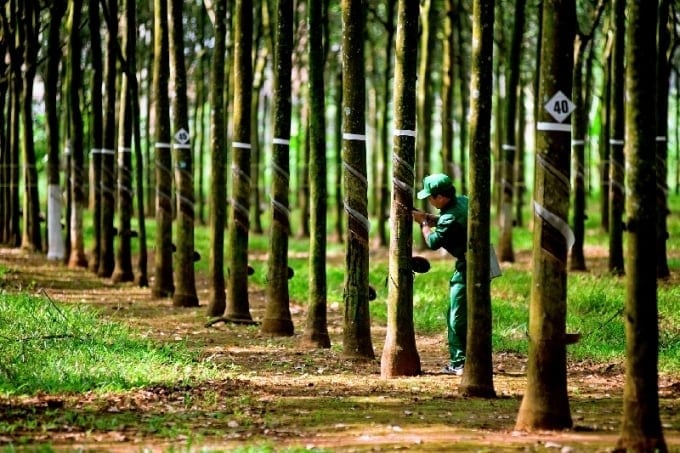 China's trend toward diversifying supply sources and increasing imports from a wider range of markets is expected to increase pressure on Viet Nam's rubber exports in the coming period. Photo: VAN.