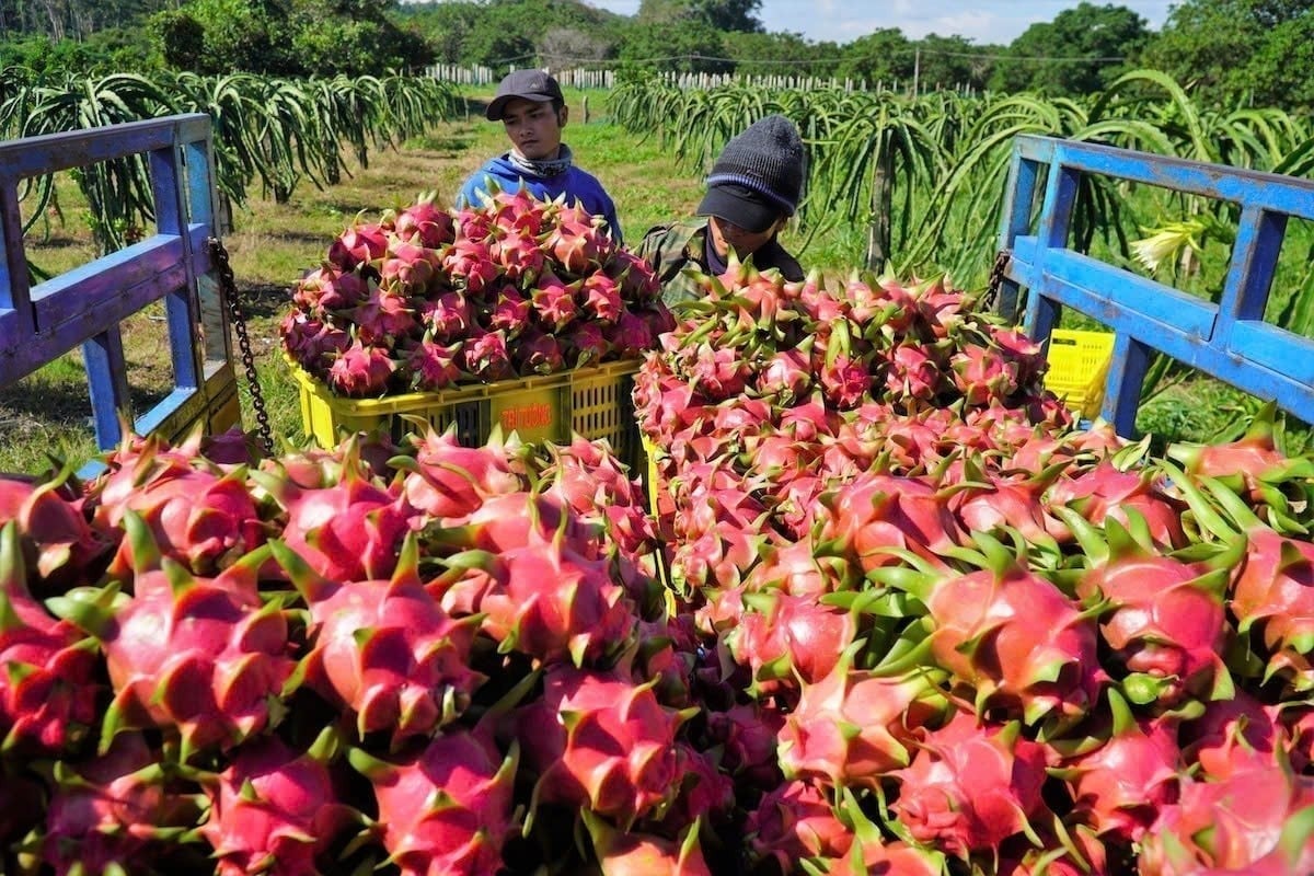 Dragon fruit is one of Viet Nam’s key agricultural products exported to the EU. Photo: Viet Anh.
