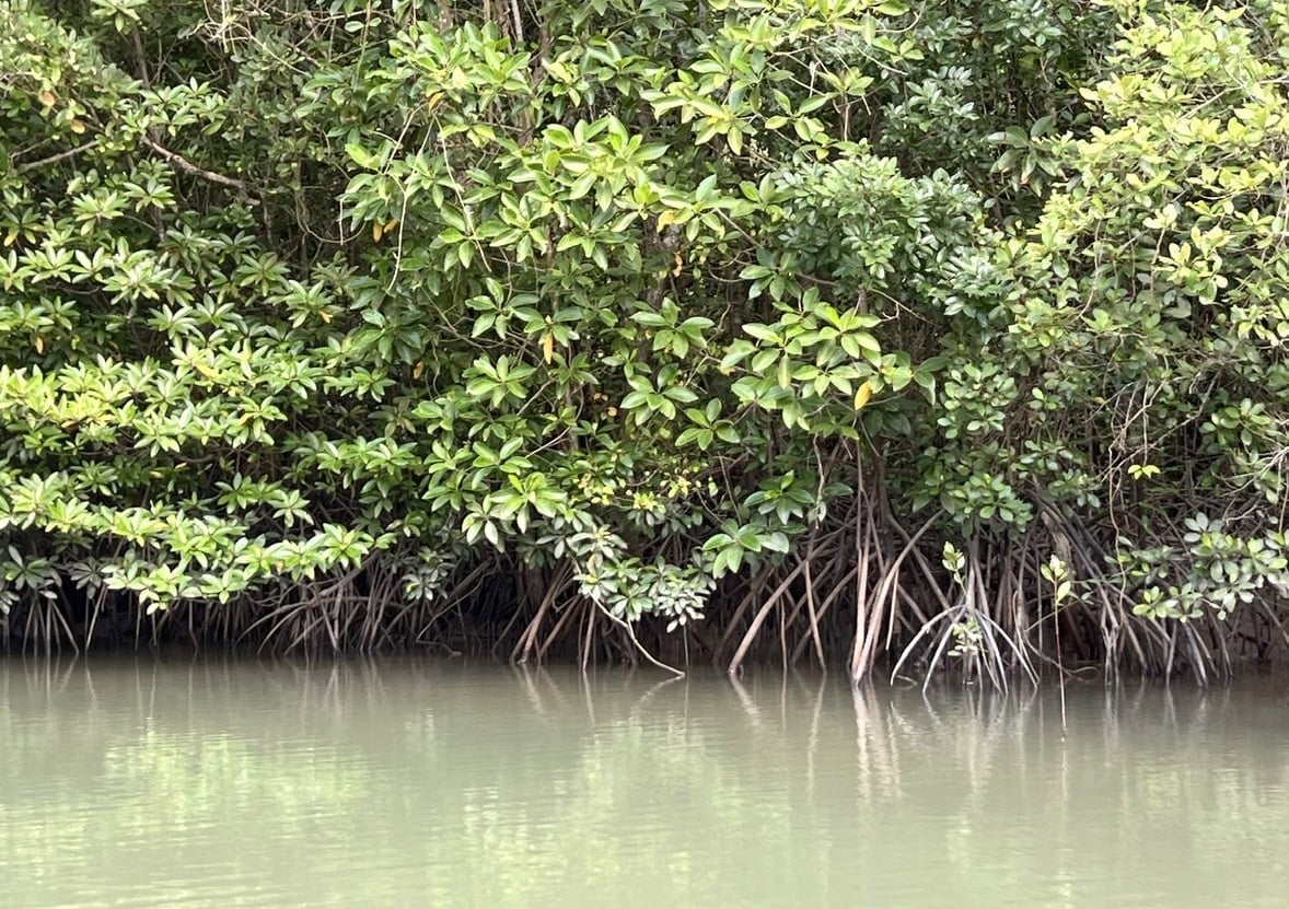 Mangrove trees play an important role in preventing storms, large waves, and coastal erosion and safeguarding aquatic resources. Photo: Hong Thuy.