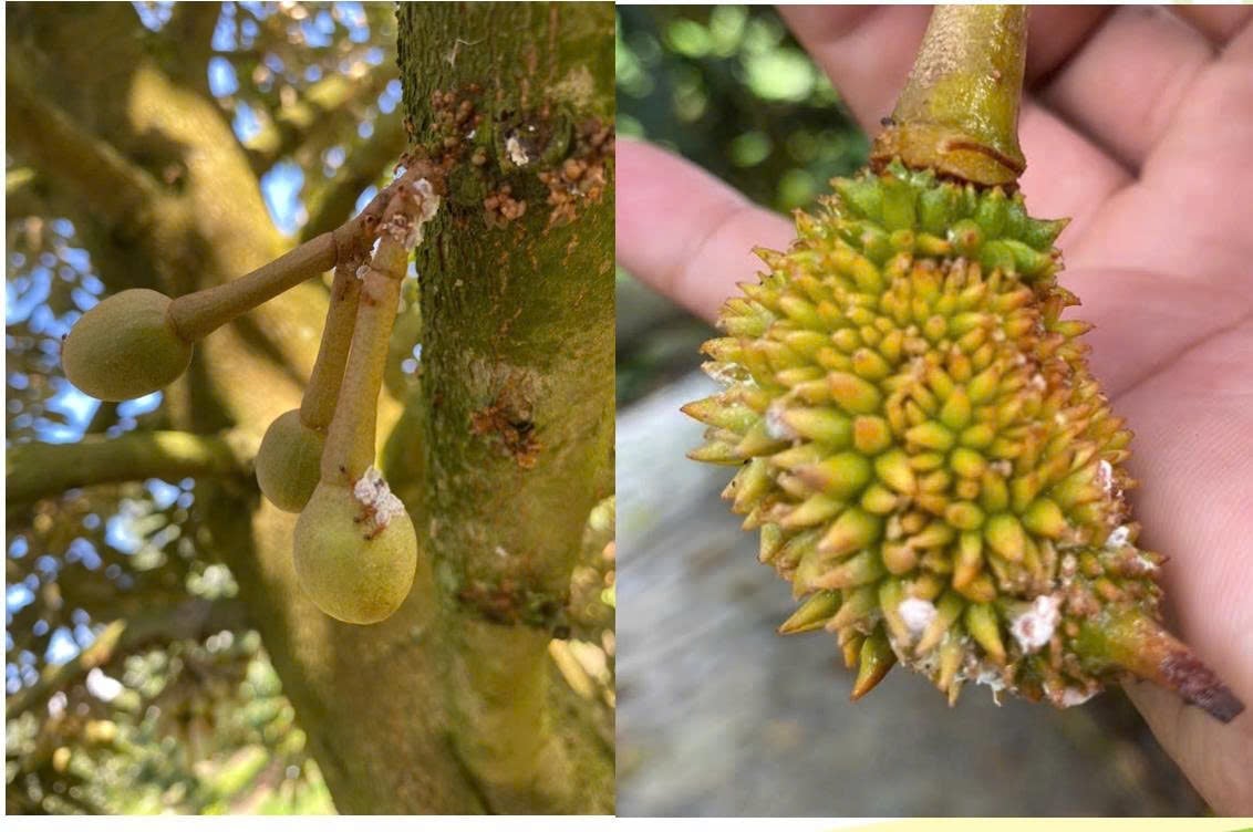 Integrated pest management (IPM) measures should be regularly applied to durian trees. Photo: Minh Dam.