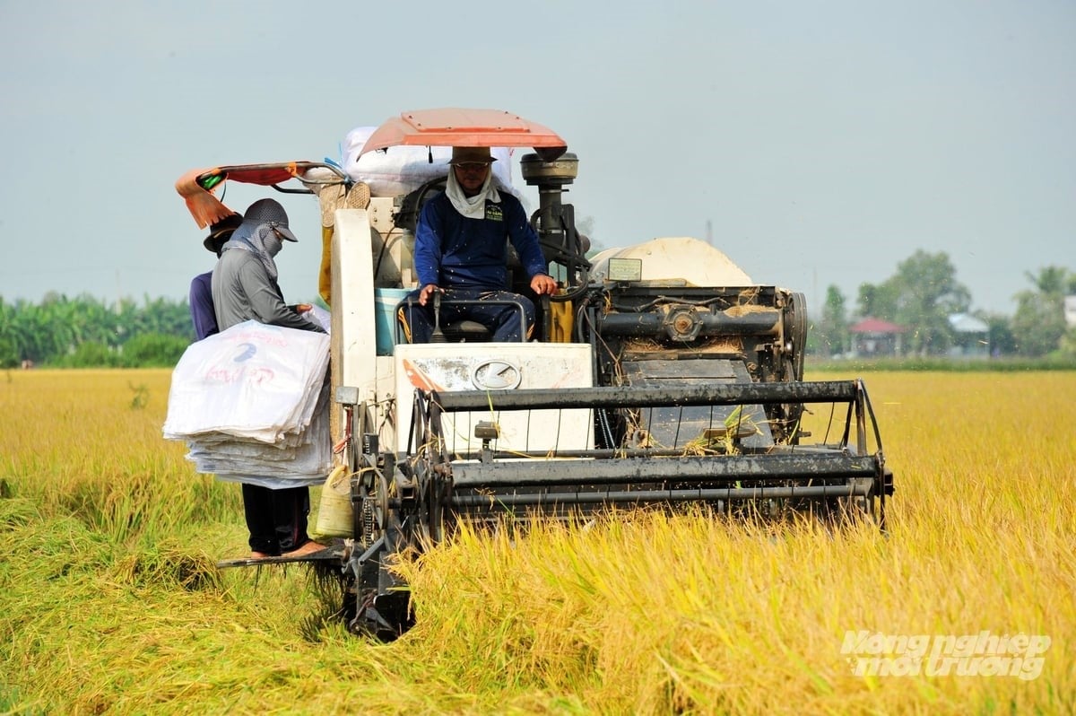 A combine harvester operates in a high-quality rice field in An Giang. Photo: Le Hoang Vu. A combine harvester operates in a high-quality rice field in An Giang. Photo: Le Hoang Vu.