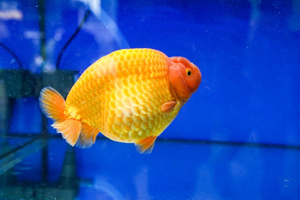 Ornamental fish exports generate approximately USD 15 million annually for Ho Chi Minh City's agriculture sector and are projected to reach USD 100 million by 2030. Photo: Le Binh.