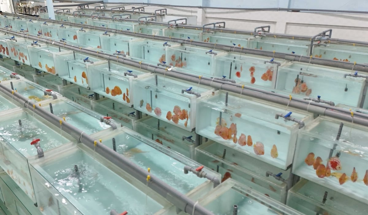 Many ornamental fish businesses and cooperatives in Ho Chi Minh City are expanding their scale and diversifying species while seeking new markets to develop the industry in line with its potential and expectations. Photo: Le Binh.