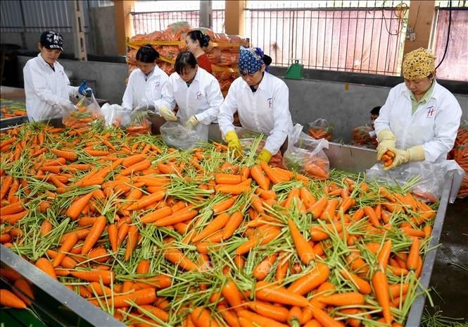 Vietnamese carrots have seen new prospect. Photo: Tung Dinh.