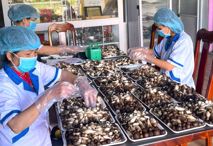 Workers preparing black termite mushrooms. Photo: An Minh