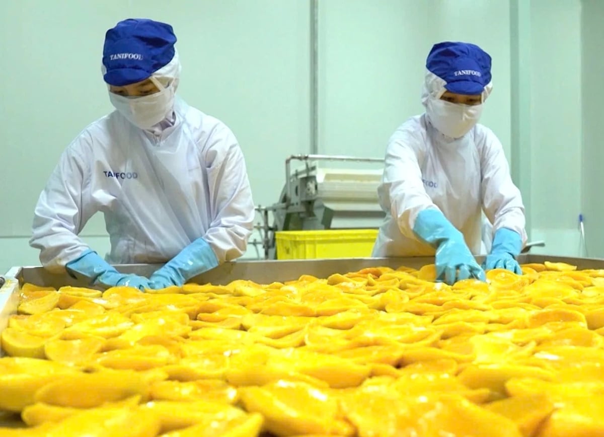 Fruit and vegetable exports surpass the $8.5 billion mark for the first time. Photo: Hong Tham.