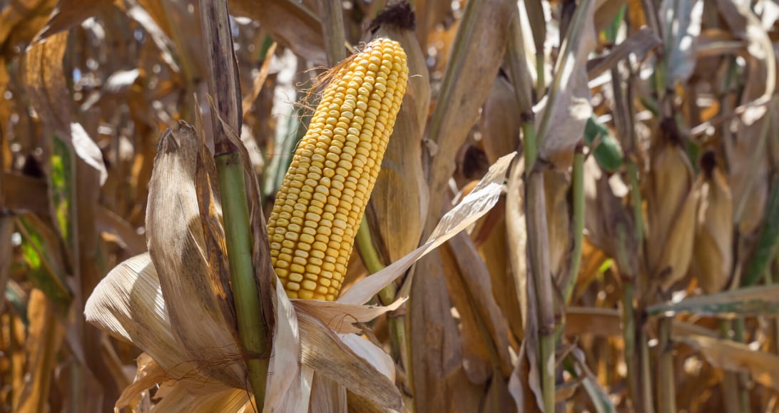 Corn was the row crop with the state’s biggest increase, posting a 2025 estimated value of production at $619 million based on a sharp expansion in acreage. Photo: MSU Extension Service/Kevin Hudson.