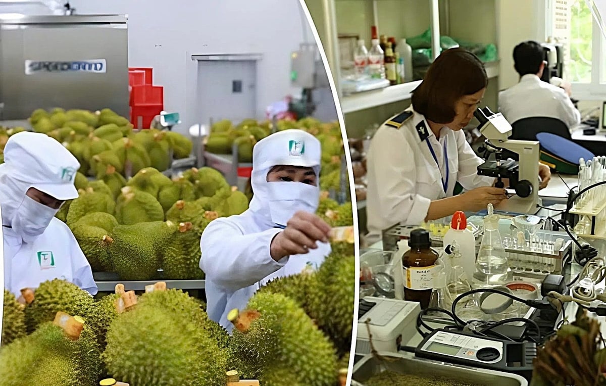 Sustainable durian production is not only essential for the industry to maintain and expand its export market. Photo: Minh Dam.