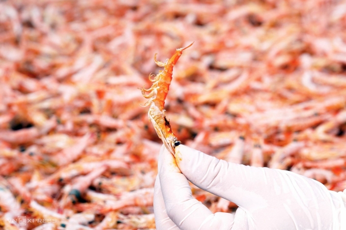 The dried bird's claw shrimps are checked for quality right from the drying rack. Photo: Chuc Ly