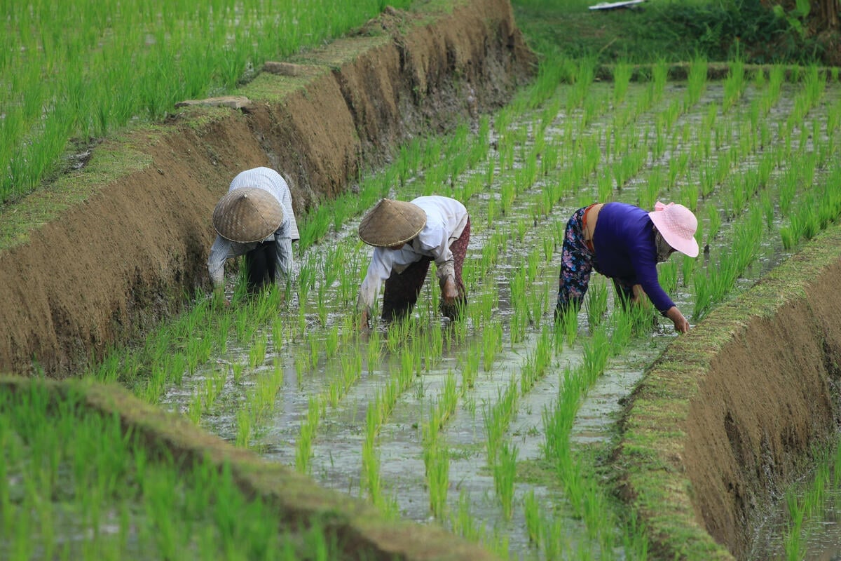 Rice farmers in Bali. Photo: FAO/Goran Stavrikj.