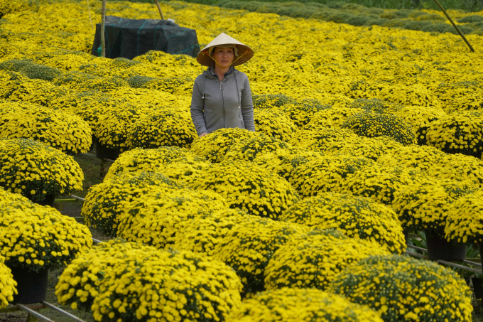 Ms. Duong Thi Truc Xuyen next to the blooming chrysanthemum and raspberry garden. Photo: Hoang Nam
