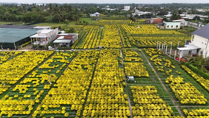 Thousands of pots of raspberry chrysanthemums in Cho Lach commune bloomed early, causing farmers to lose money. Photo: Hoang Nam