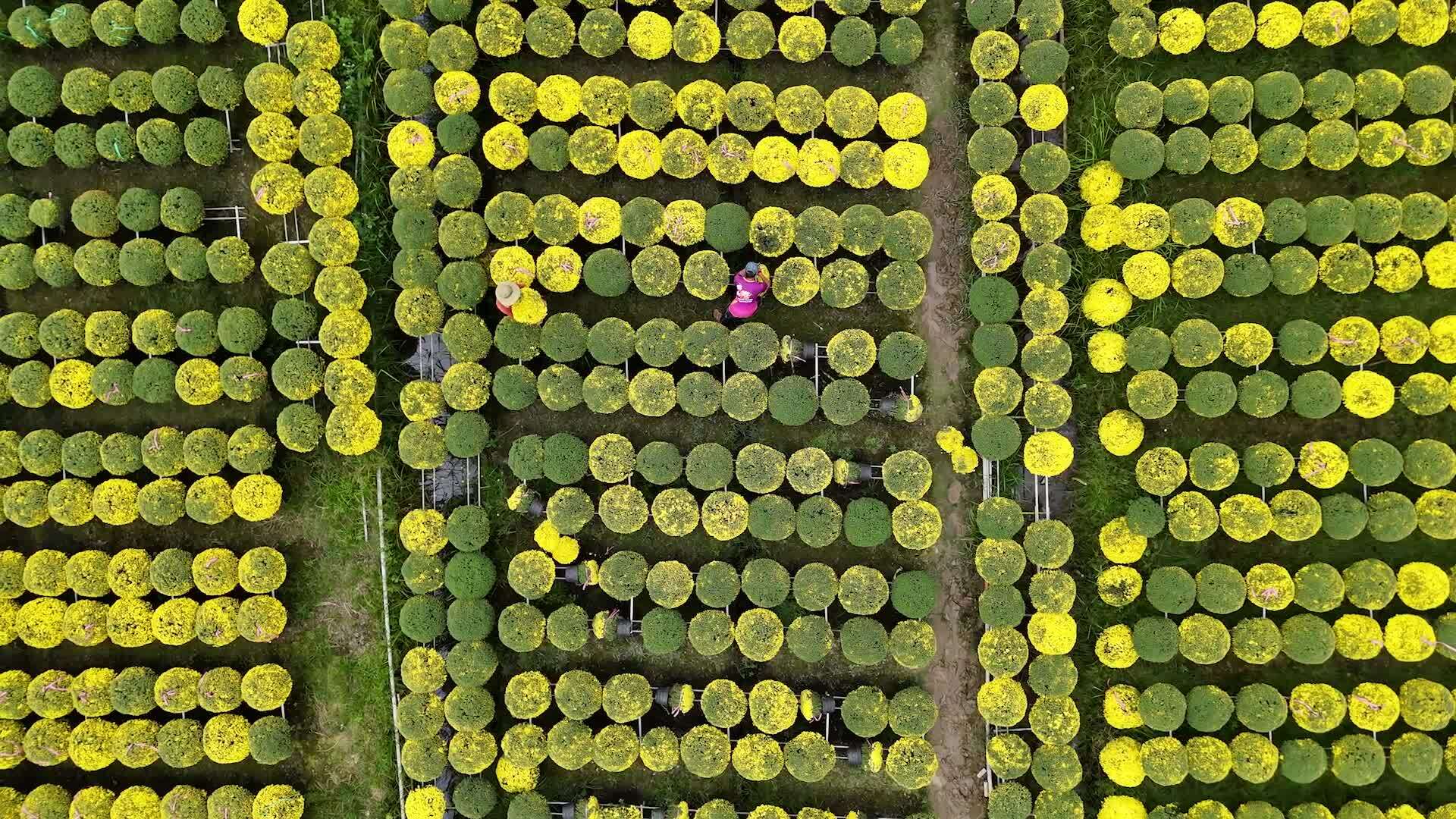 Gardeners lose money because raspberry daisies bloom early