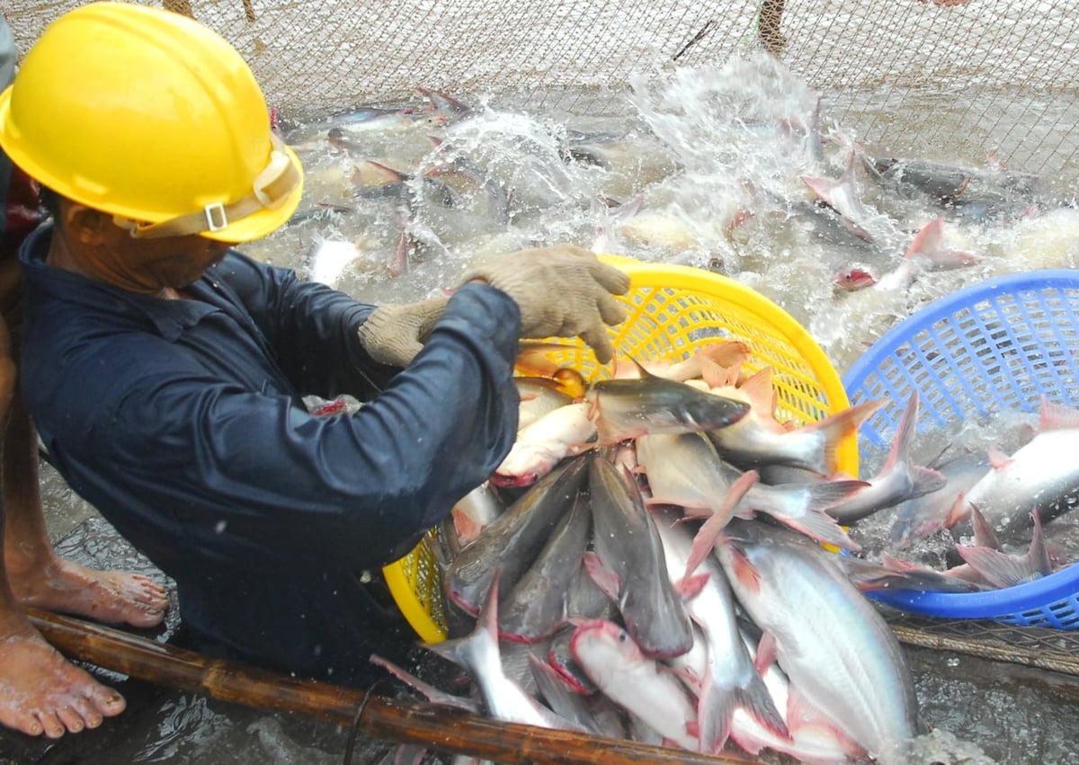 The Vietnamese pangasius industry is facing an urgent need to transform its development mindset, adopting quality, value, and sustainability as its guiding principles. Photo: VAN.