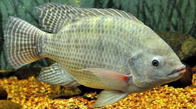 Tilapia exports achieve triple-digit growth in 2025. Photo: VAN.
