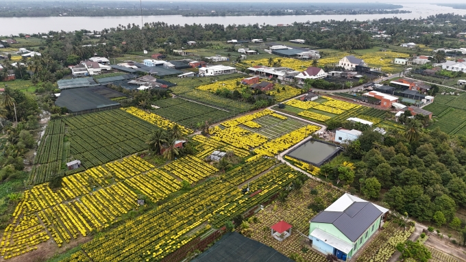 Cho Lach flower village has about 10-12 million Tet flower products. Photo: Hoang Nam