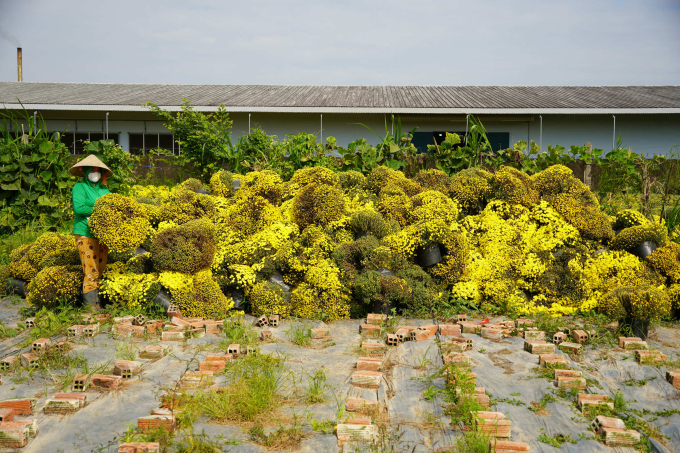 Ms. Duong Ngoc Diem next to 2,000 pots of raspberry chrysanthemums thrown away due to premature blooming. Photo: Thuong Son