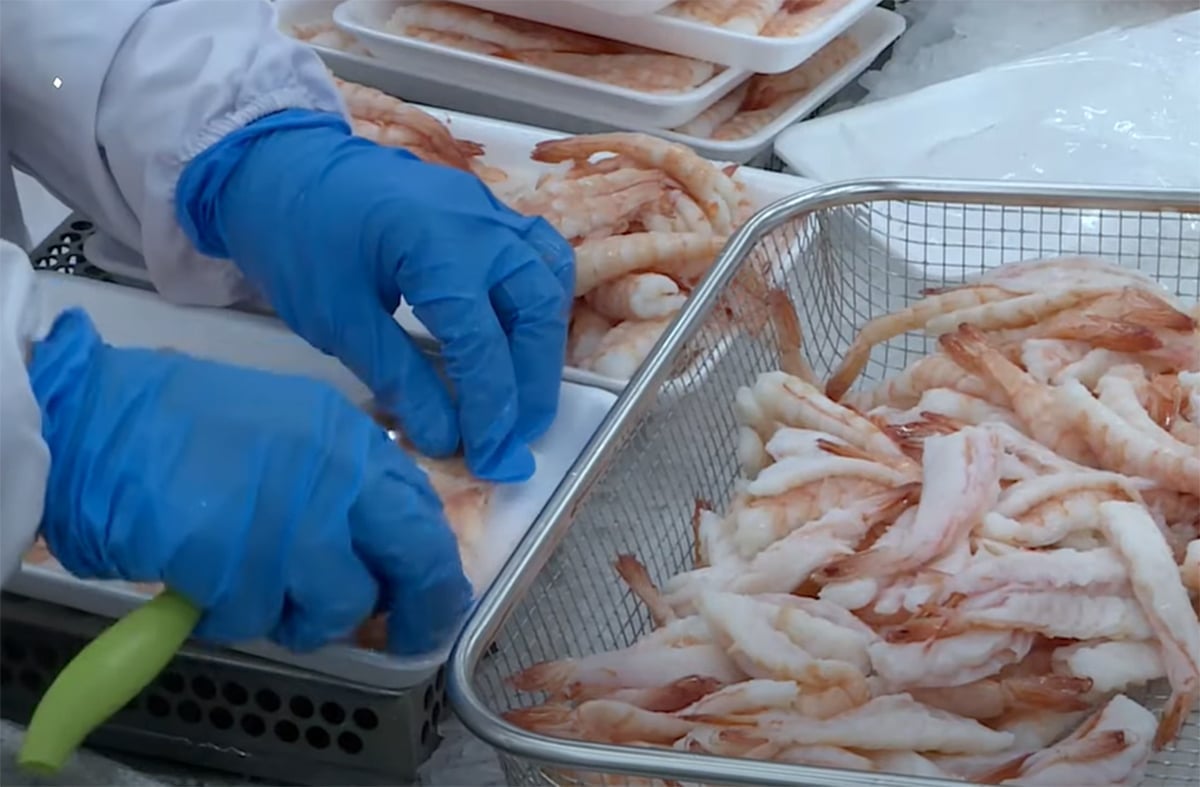 Processing shrimp for export. Photo: Son Trang.