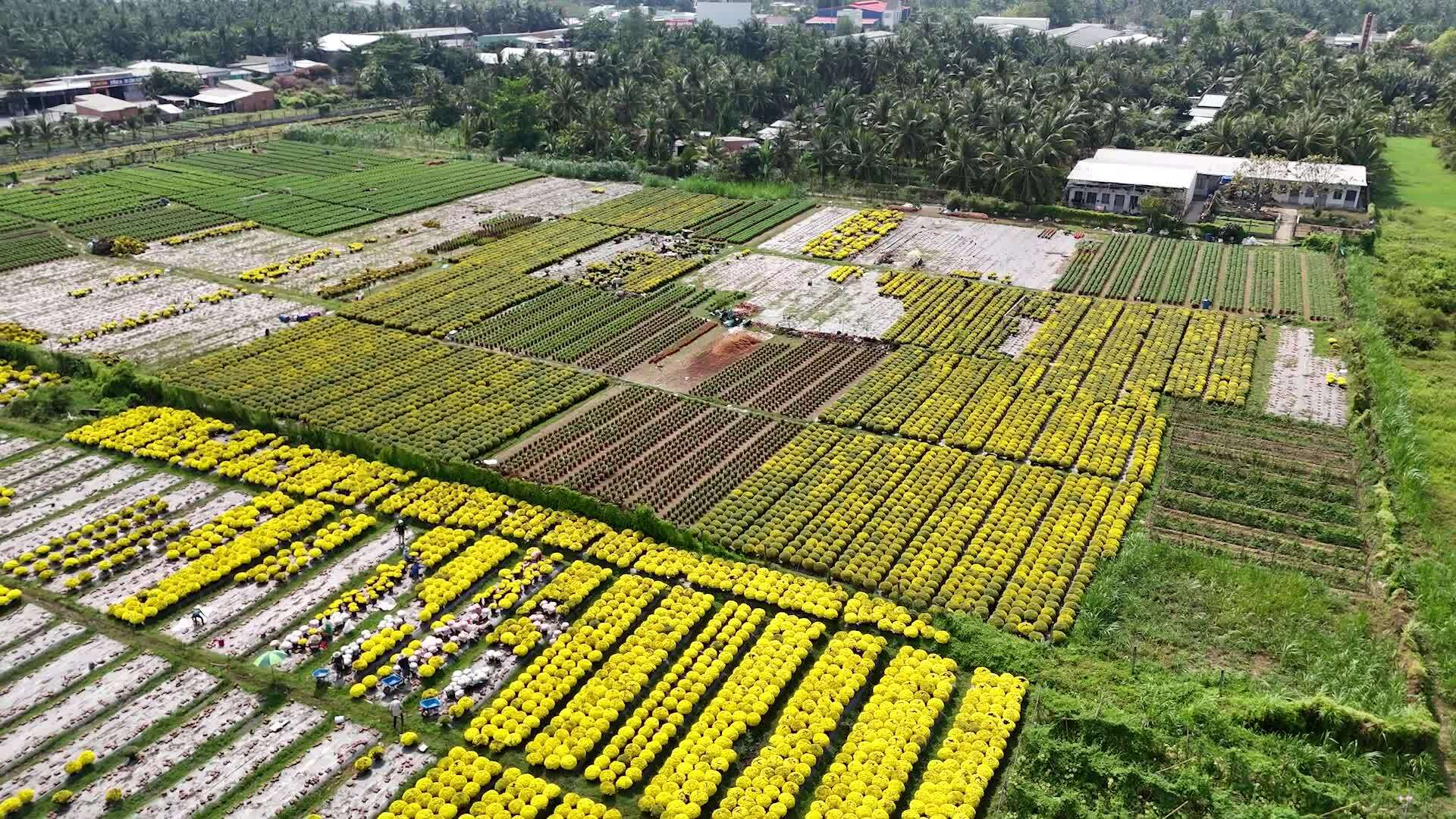 Farmers throw away thousands of pots of early-blooming raspberry daisies