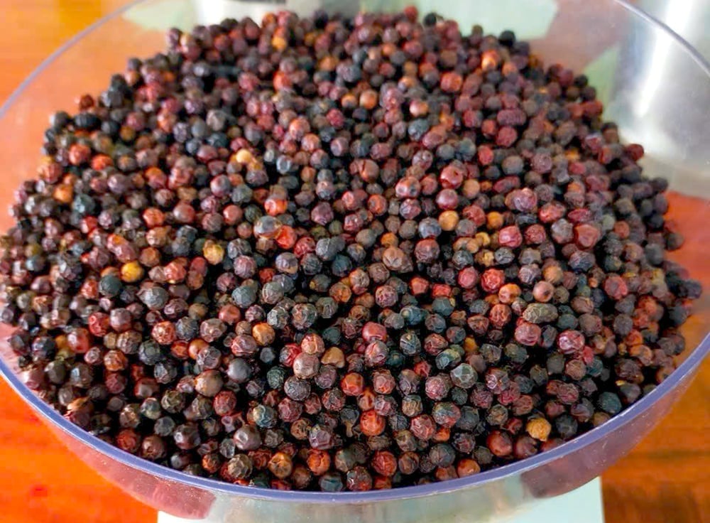 Pepper exports reached a record 1.66 billion USD in 2025. Photo: Son Trang.