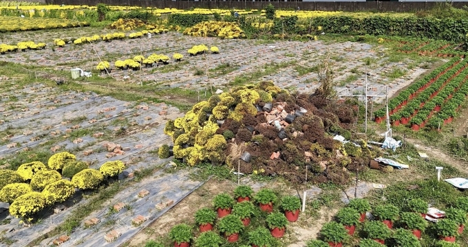Early blooming raspberry daisies at Cho Lach are gathered in piles, waiting for processing. Photo: Thuong Son