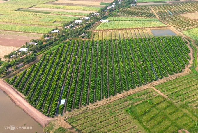 San Tien pink plum garden is dozens of hectares wide on the island. Photo: Chuc Ly