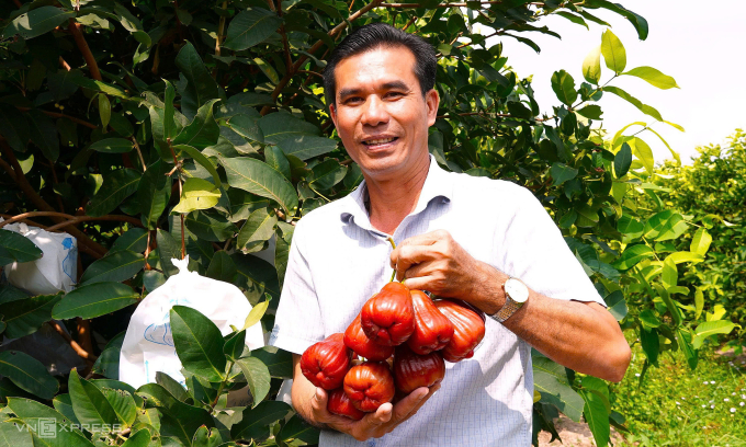 Mr. Tran Van Phuc checks plums preparing for harvest. Photo: Chuc Ly