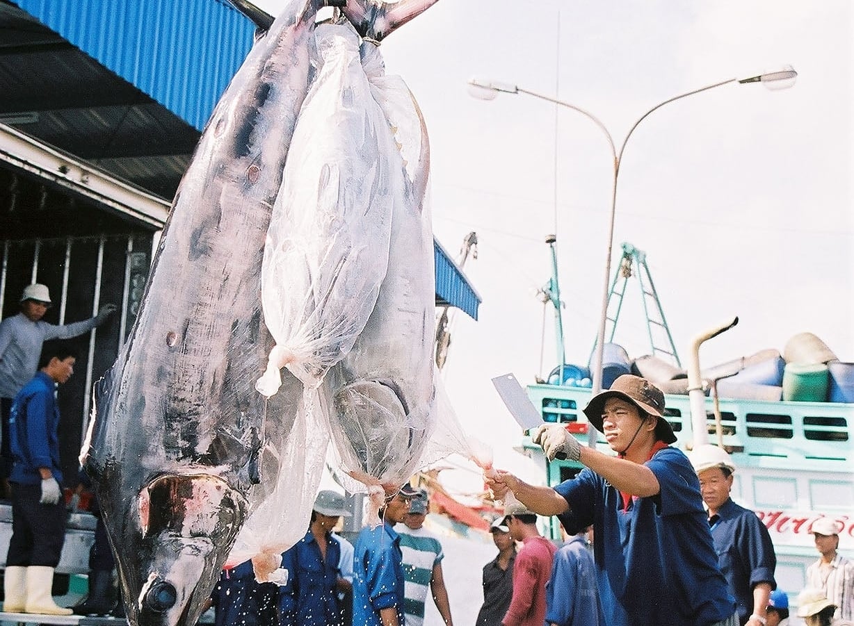 With fuel prices rising and transportation costs increasing, businesses expect seafood raw material prices to climb in the near future. Photo: Hong Tham.