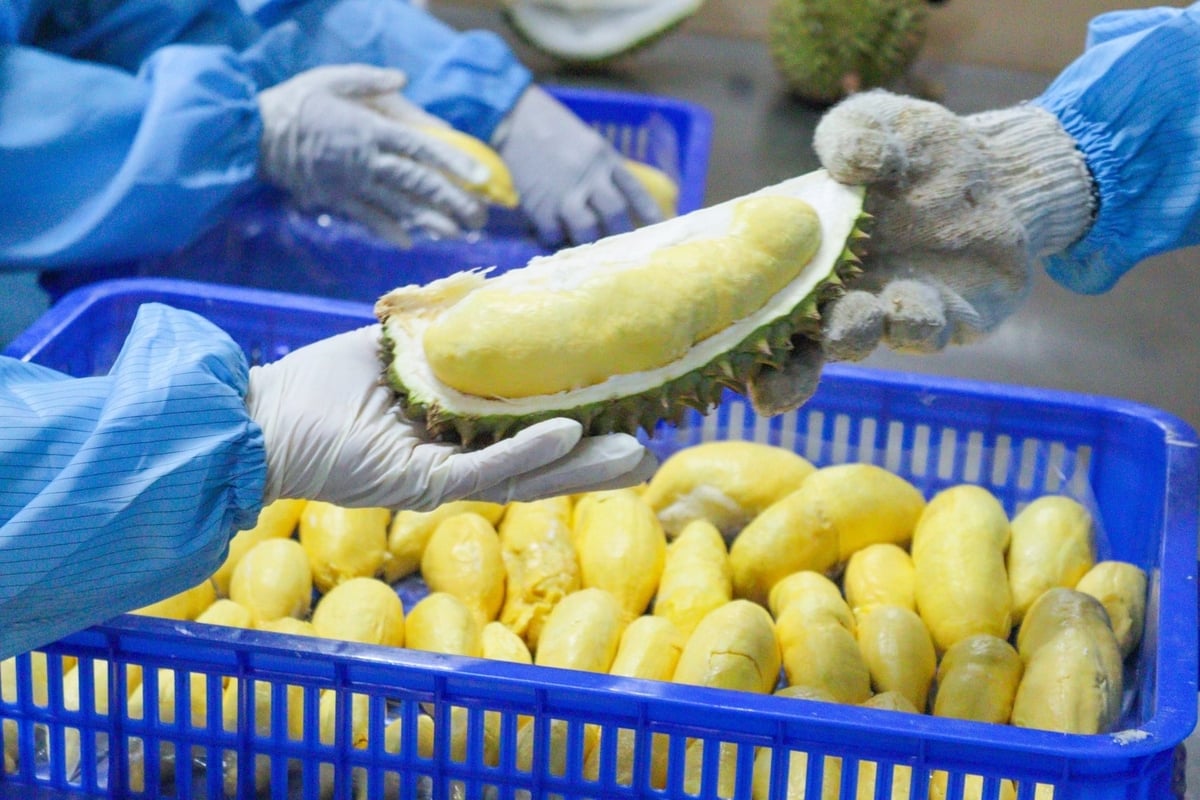 Durian remained a bright spot in Viet Nam's fruit and vegetable exports at the beginning of 2026. Photo: TL. Durian remained a bright spot in Viet Nam's fruit and vegetable exports at the beginning of 2026. Photo: TL.