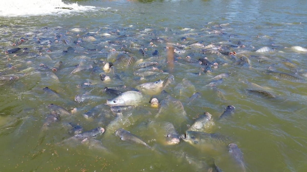 Tilapia is emerging as one of the fastest-growing product segments in Viet Nam's seafood export structure. Photo: Hong Tham.