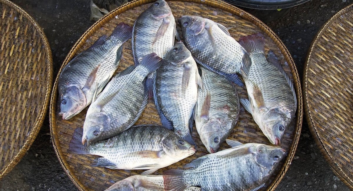 Brazil is currently the world's fourth-largest tilapia producer (after China, Indonesia, and Egypt), with most of its output consumed domestically. Photo: Peixe BR.
