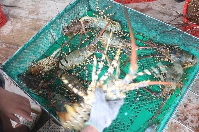 A notable highlight in Viet Nam's shrimp product structure for export in the first two months of the year is the strong breakthrough of the lobster segment. Photo: VAN.