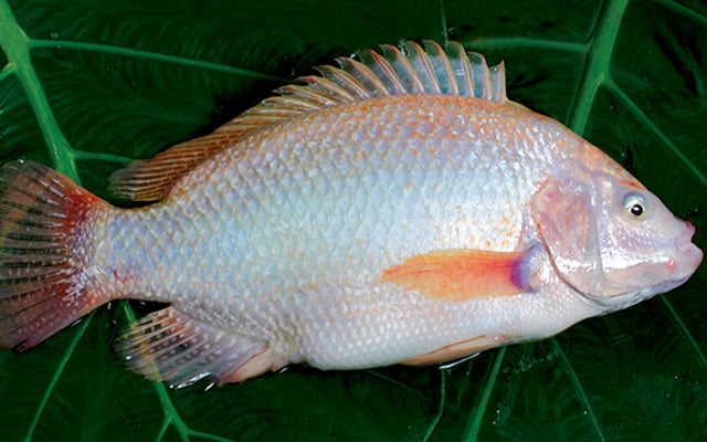Red tilapia. Photo: VAN. Red tilapia. Photo: VAN.